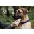 Ultragrime Pet Care nedves törlőkendő 38x25cm 40db/cs (házikedvenc)